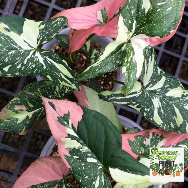 Singonium Redspot Tricolor Tanaman Hias Cantik