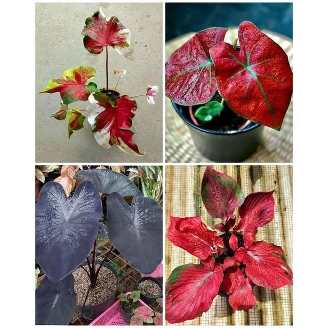 Paket 4 paket tanaman hias umbi caladium Thailand keladi hias