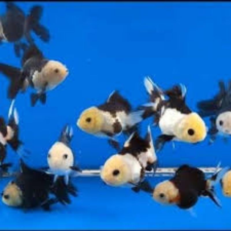 koki panda tricolour PAKET ISI 3 hiasan akuarium size 4-6 cm oranda tancho