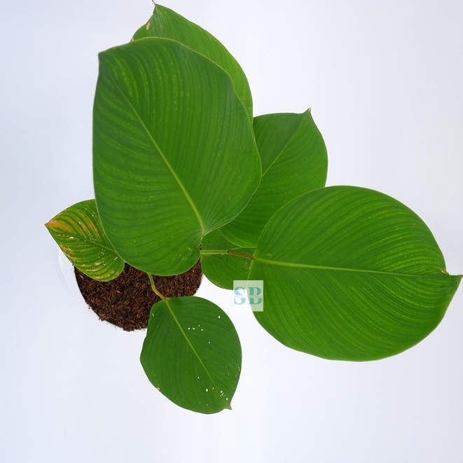 Bibit Calathea Lutea Rimbun | Tanaman Hias Daun Besar Outdoor/Indoor - Kalatea Pisang-pisangan