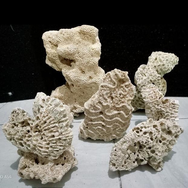 Karang laut dead rock (size 6cm up)