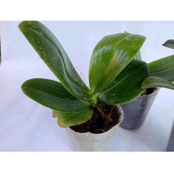 anggrek bulan pasca bunga jumbo