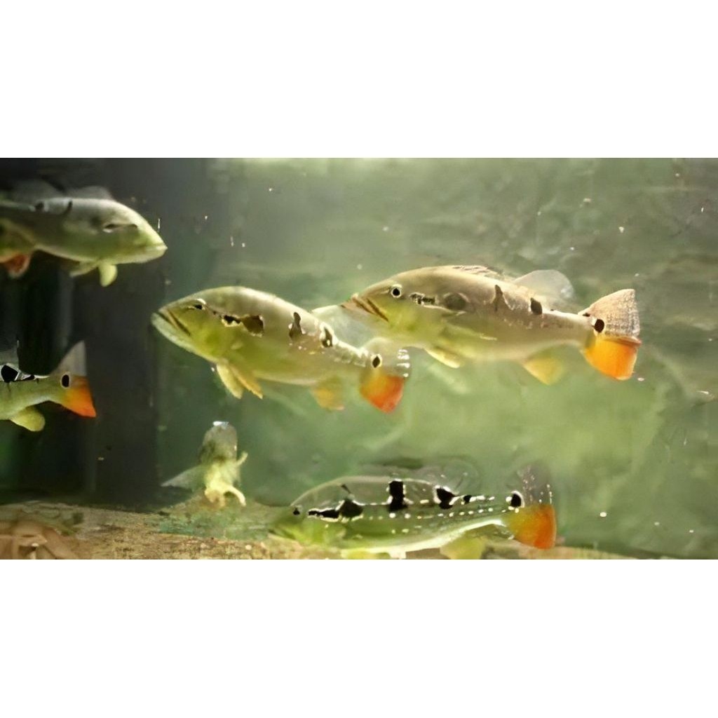 Peacock bass Pinima / Pbcmss Pinima 4-5 cm