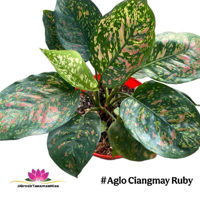 Aglaonema Chiangmay Ruby / Tanaman Aglonema Ruby Ciangmay