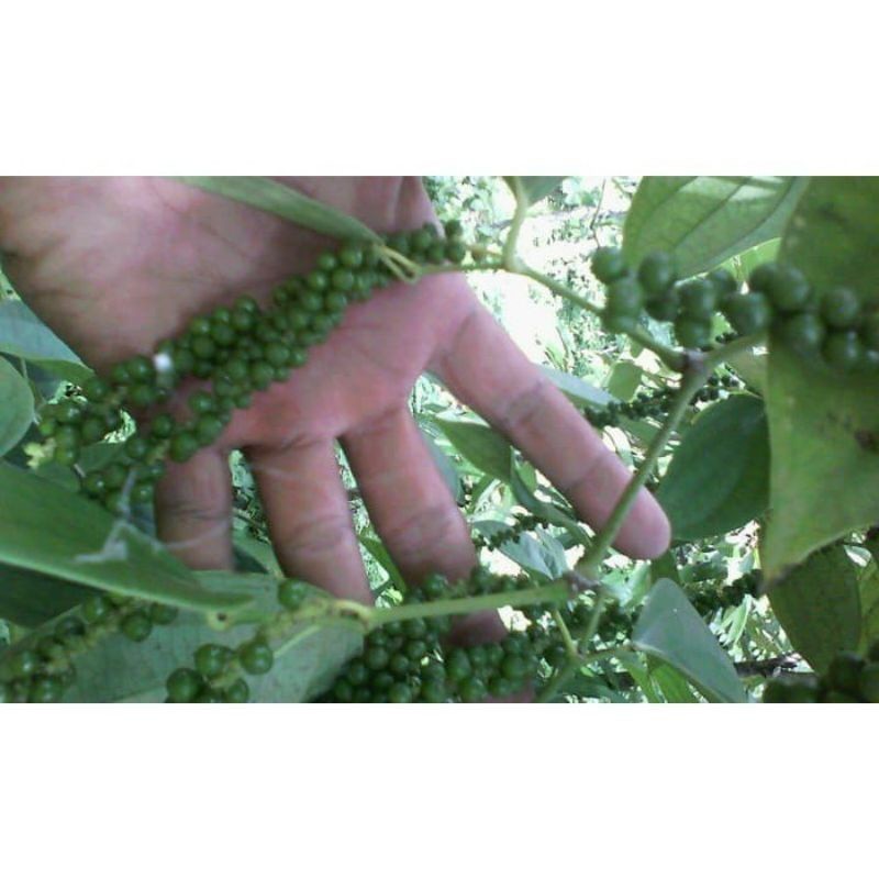 Bibit stek lada perdu - bibit batang lada -+