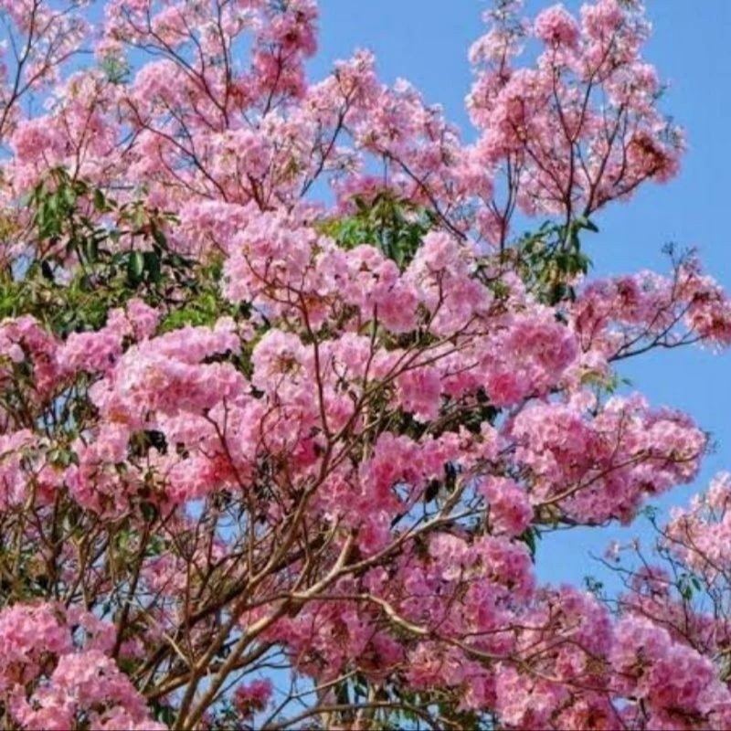 tanaman hias bunga tabebuya pink 2 meter pohon tabebuya bunga pink tinggi 2 meter tabebuya rosea