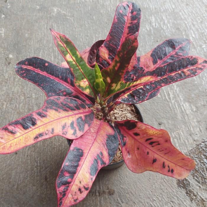 tanaman hias daun puring apel washington