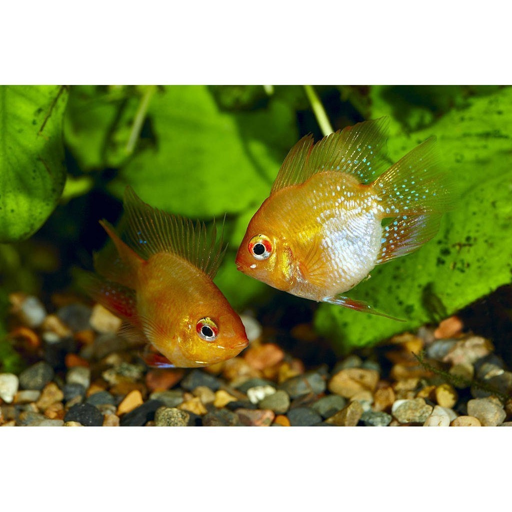 RAMIREZI GOLDEN BALON - hiasan aquascape aquarium  aquarium