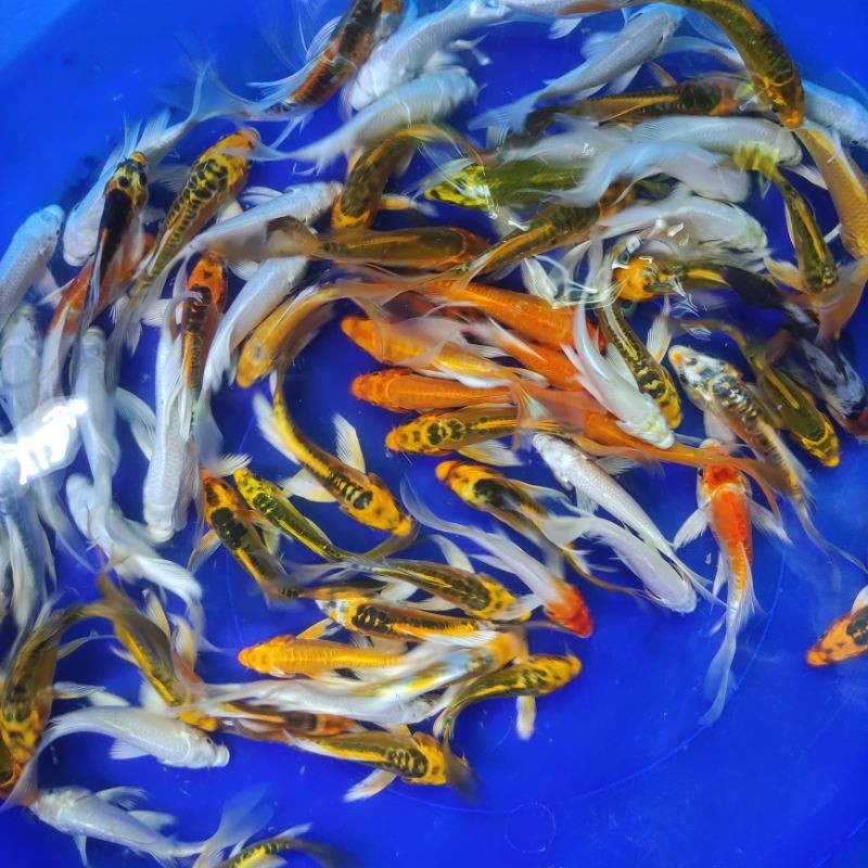 Ikan koi slayer kumpay size 10-14cm platinum ogon kabuto mix ( PAKET ISI 5 )
