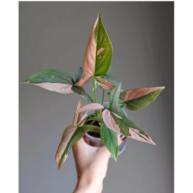 Tanaman Hias Syngonium Pink Splash - Syngonium Pink Splash - Singonium