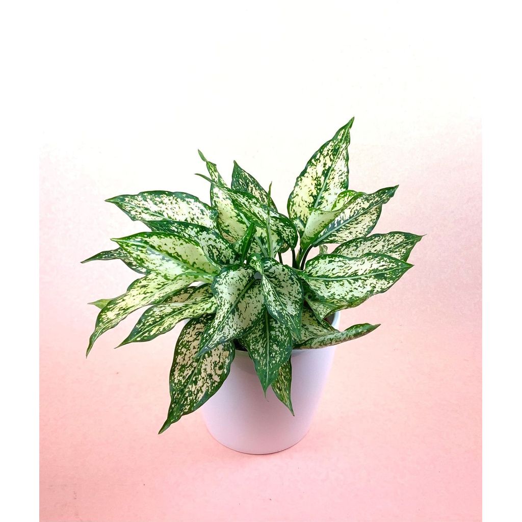 Aglonema Snow White - Tanaman Bibit Aglonema Snow White - Tanaman Hias Aglonema Snow White