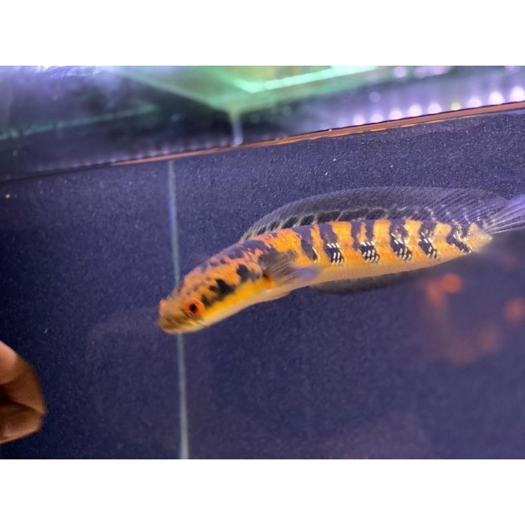 Yellow Sentarum / Maru Ys Batik / yellow sentarum mata merah 8-10cm atau ikan ys ori