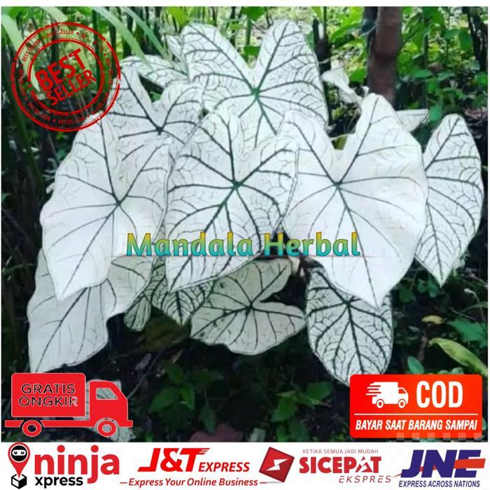 Bibit talas hias/keladi putih