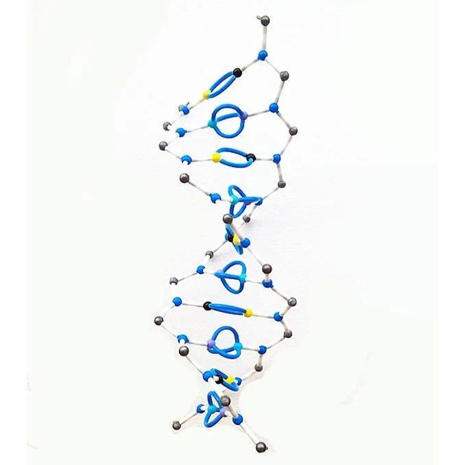 DNA double helix Molecular Structure model Deoxyribonucleic acid bio-genetic 10 Base Pair Layer Kit 