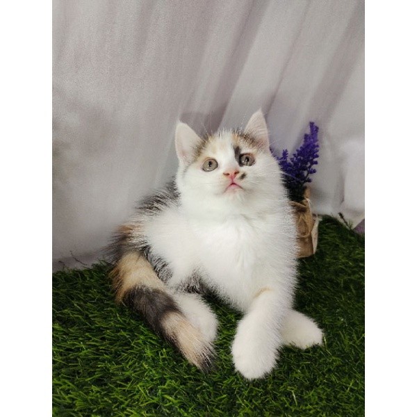 kucing persia flatnose