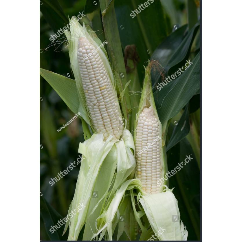 benih jagung ketan putih jagung pulut putih unggul