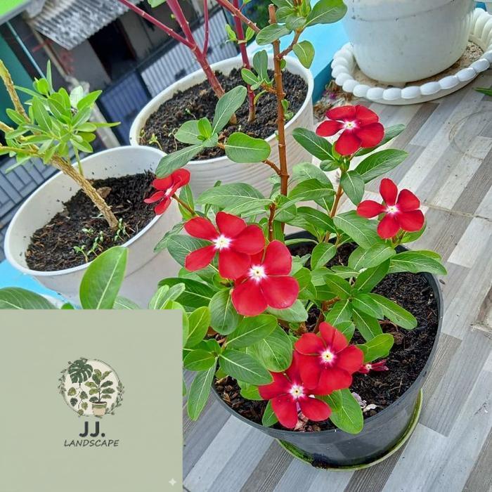 cod Bunga VINCA IMPORT BERBUNGA - Vinca Tapak Dara Import - Bunga Vinca Tanaman Bibit Gantung - Mera