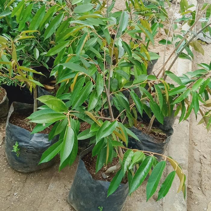 bibit buah durian musang king tinggi 1 meter