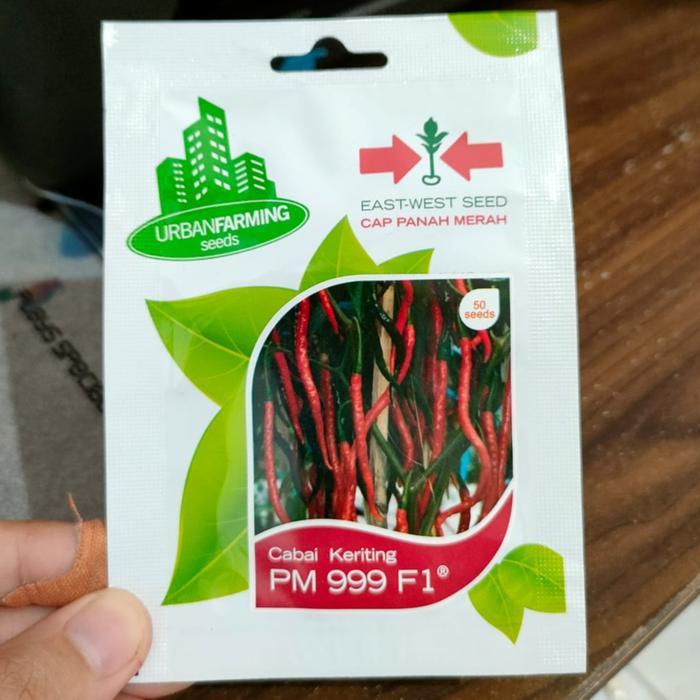 cabe keriting PM999 urban farming