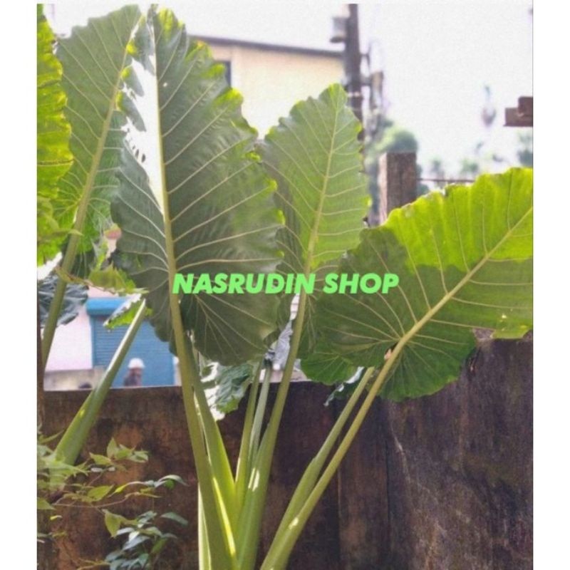 [ COD ] BONGGOL JUMBO TALAS BIRA 1KG PERBATANG / TALAS SENTE