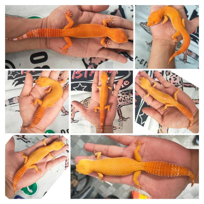 Leopard Gecko Sunglow Warna Ciamik, Acak sesuai umur - 2minggu-1bl