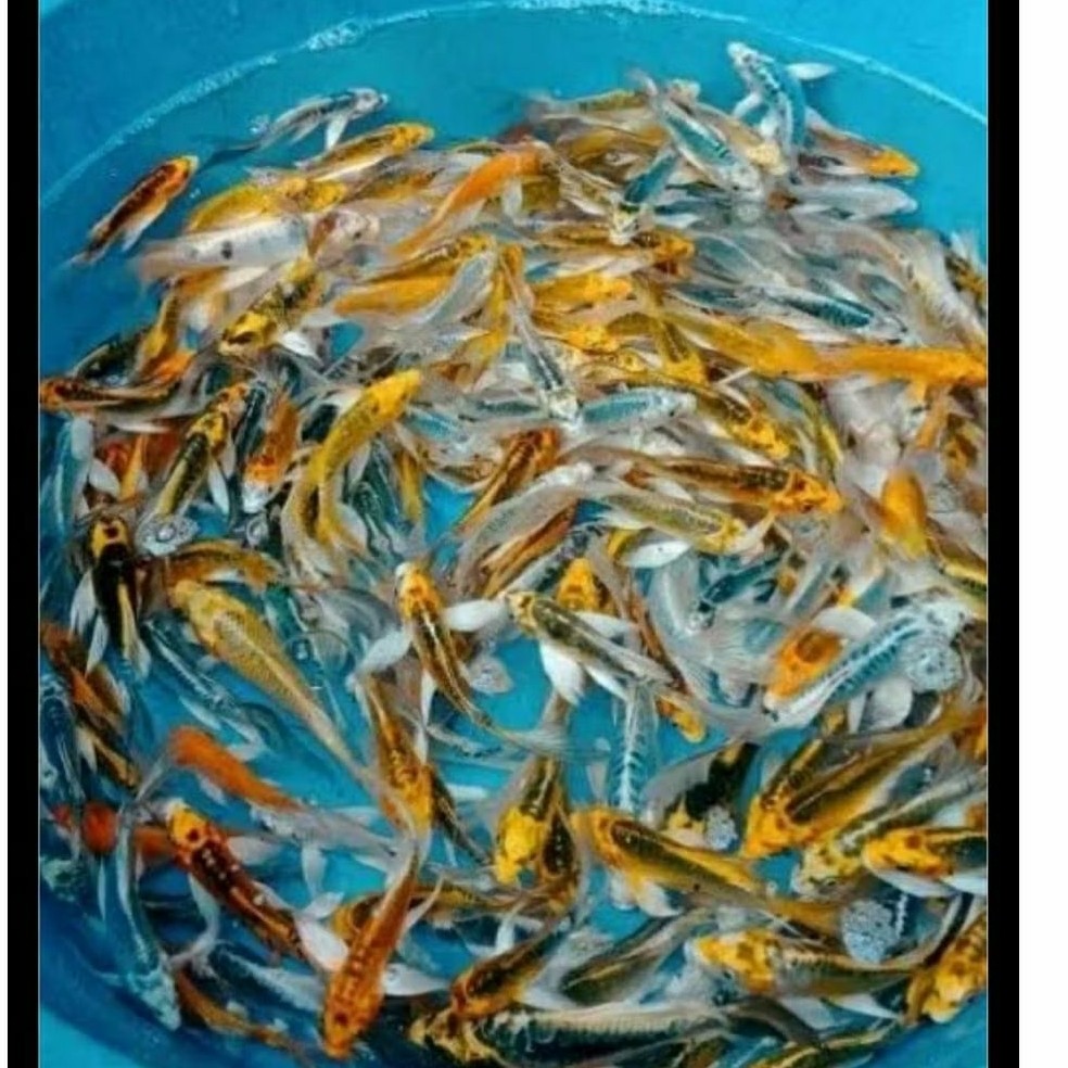 PAKET 10 EKOR 4-7 cm KOI METALIK SLAYER KUMPAI