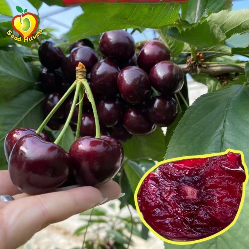 20benih BUAH CERI Import Benih Bisa Dipotkan benih biji buah buahan unggul bibit tanaman