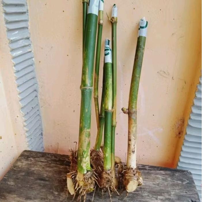 bibit bambu petung super asli