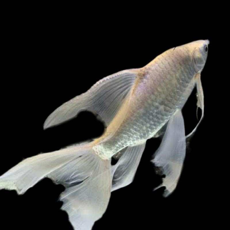 Kafiat slayer ekor panjang size 8-10cm kapiat kumpay