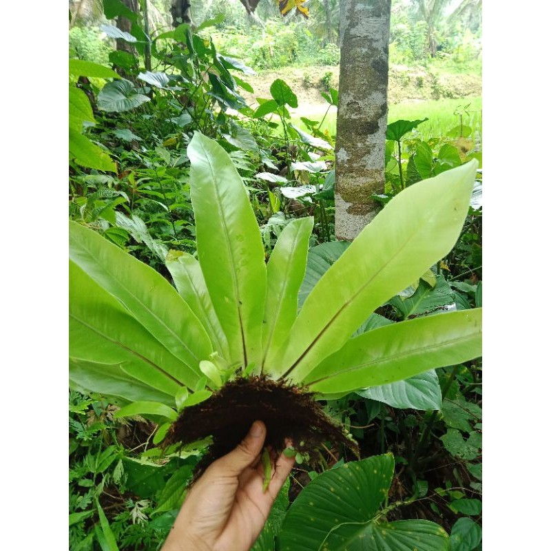 kadaka super kadaka jumbo/kadaka tempel/kadaka sarang burung/kadaka gantung segar murah