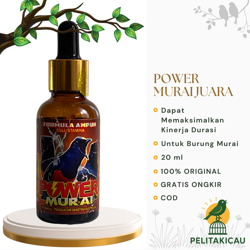 Power Murai juara lomba Vitamin Penggacor Burung mengatasi masalah Murai Batu yang macet bunyi