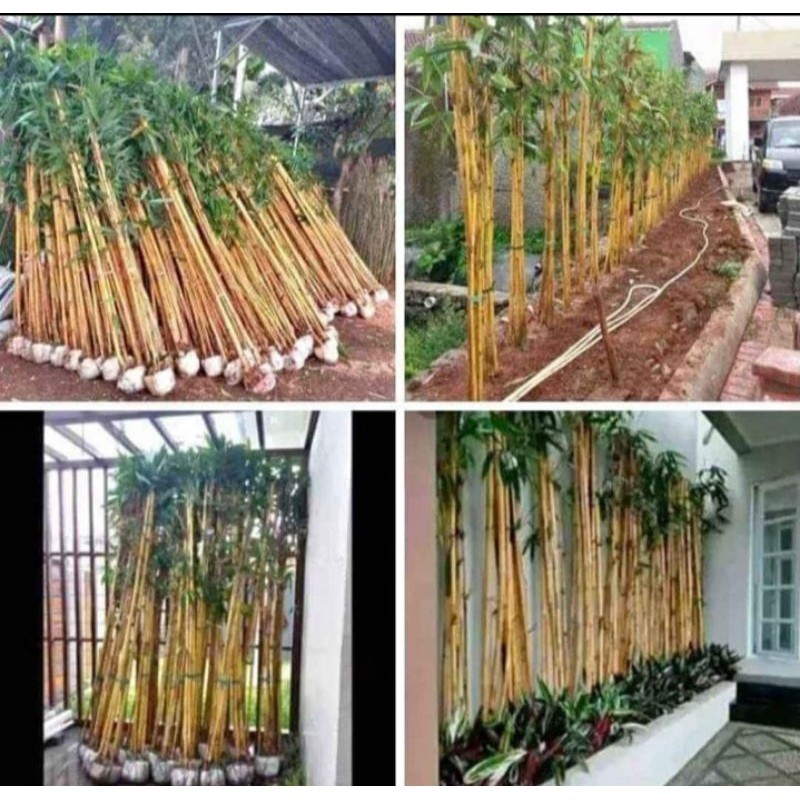 Pohon Bambu Kuning - Tanaman Bambu Kuning - Tanaman Hias Bambu