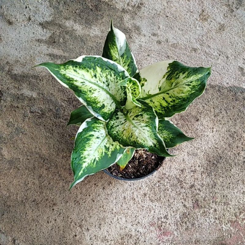 Tanaman Hias Aglonema Lukisan Cinta - Bibit Aglonema Lukisan Cinta