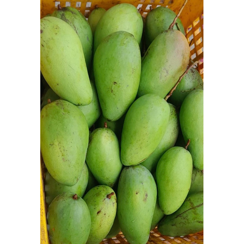 mangga kiojay | mangga Thailand