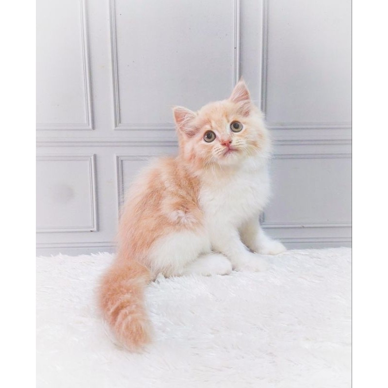 kucing persia Kitten/Himalaya/Persian Jantan & Betina