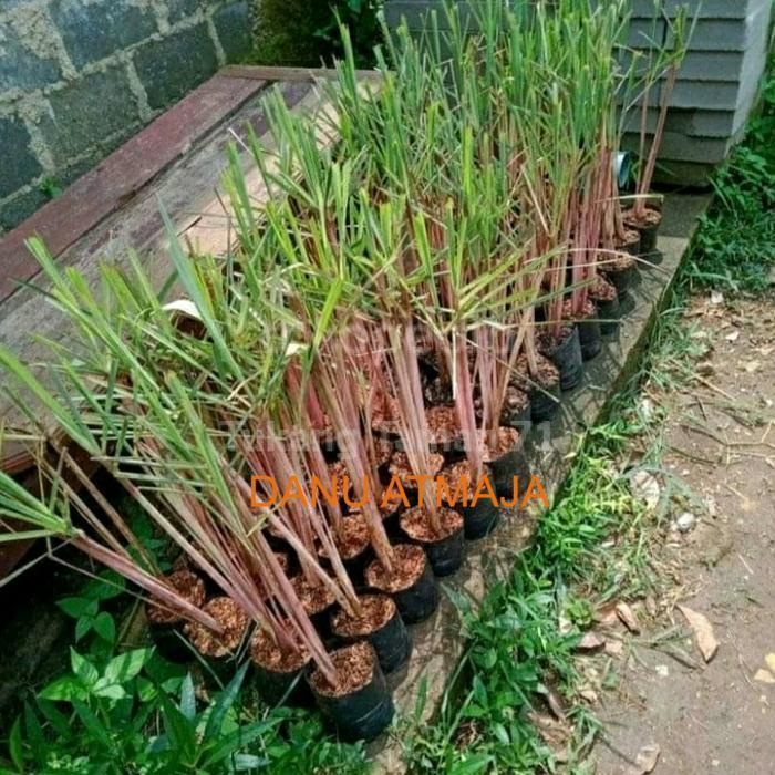 Sereh merah segar 1 kg sereh wangi/sereh merah