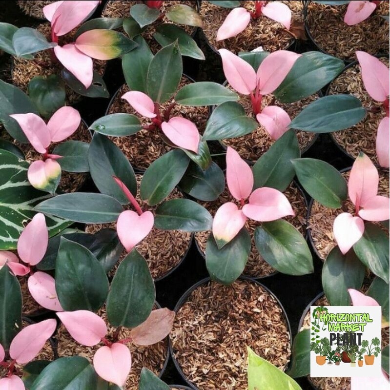 Tanaman hias philodendron pink congo - Philodendron pink congo - Philo pink congo