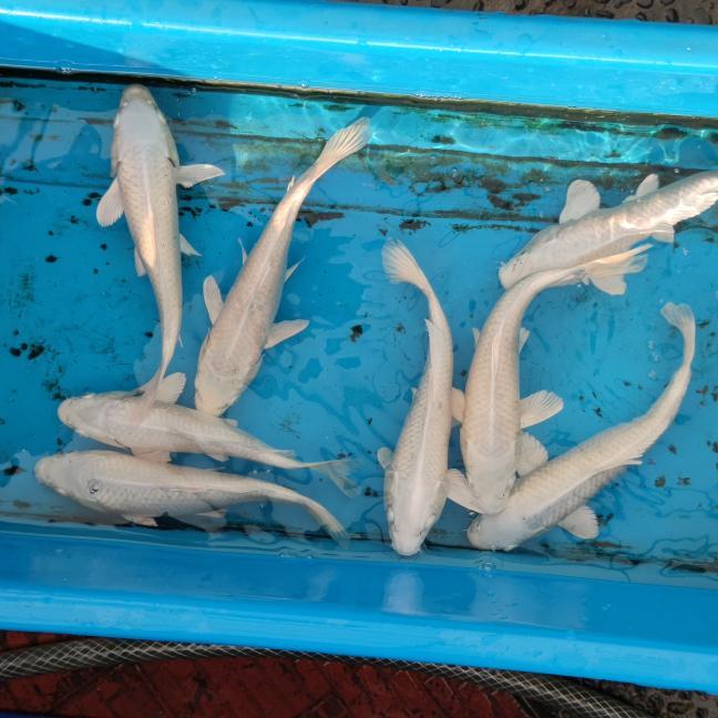 ikan koi platinum 15-17cm pilihan, murah meriah kumpay putih