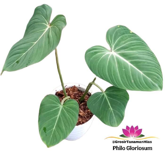 Philodendron Gloriosum / Tanaman Philo Gloriosum