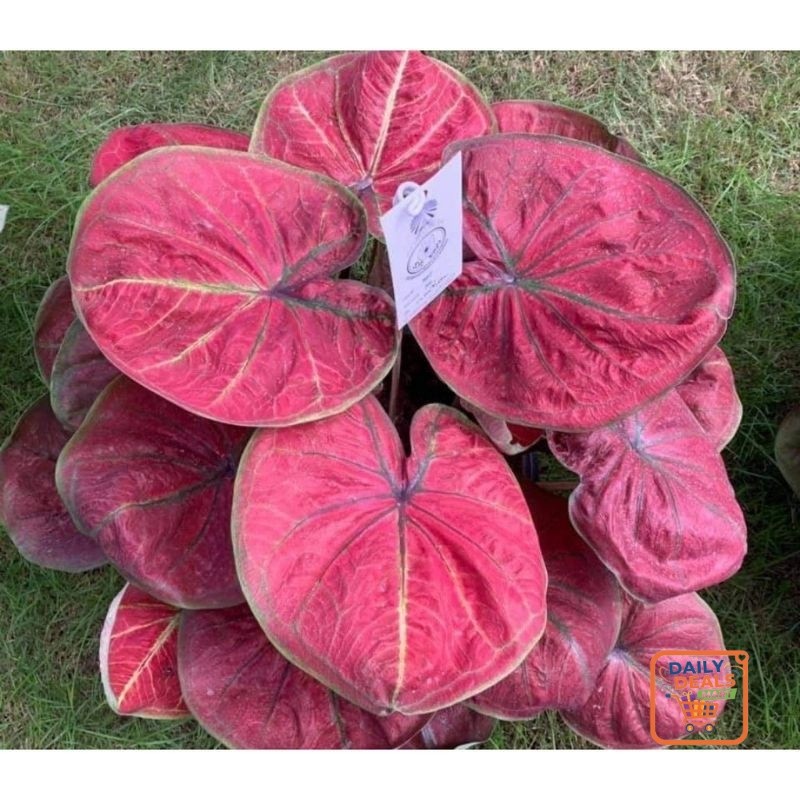 Dailydealsmart- Umbi Caladium big boss //- keladi hias hybrid import thailand Murah
