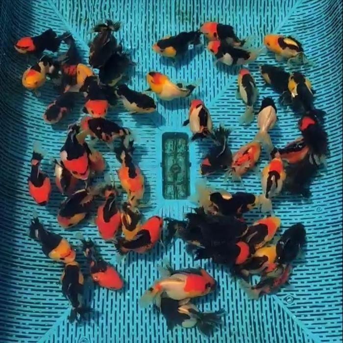 hiasan Ikan Mas Koki Oranda tricolor panda 7-9 cm ( PAKET ISI 4 ) Tricolor 3c