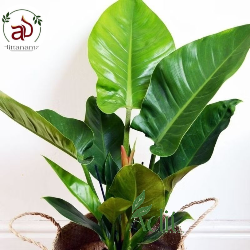 ( RIMBUN ) Tanaman Hias Philodendron Imperial Green / Tanaman Indoor Philo Green Cardinal