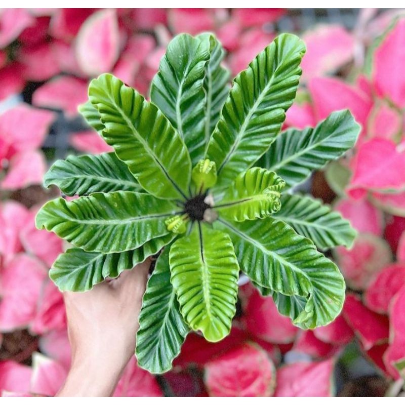 Tanaman Hias Kadaka Lasagna - Tanaman Asplenium Cobra - Kadaka Lasagna - Tanaman Kadaka Kobra