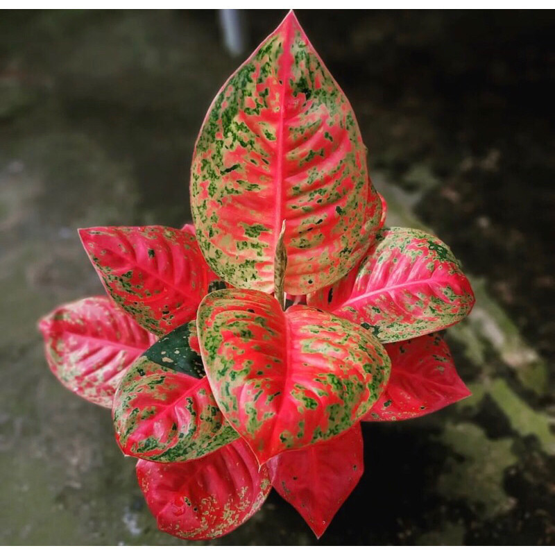 Aglonema mahasety Remaja Terlaris - tanaman hias aglonema mahasety