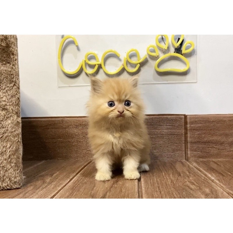 Kitten Persia Red Tabby Flatnose Lucu Gembul