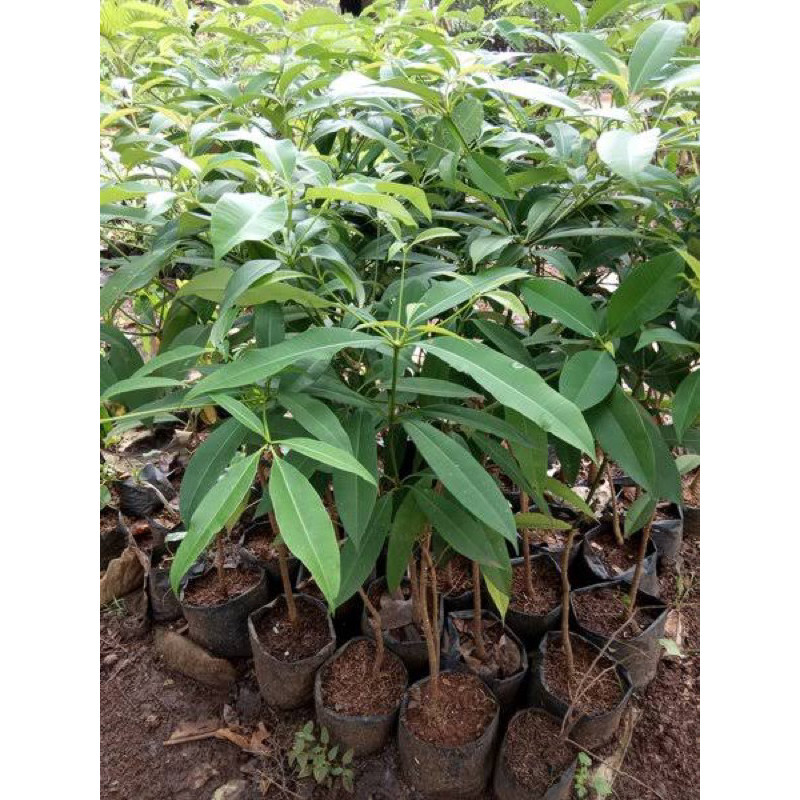 promo Pohon Pule Bahan Bonsai atau Teduh/ Rindang depan rumah Raja Bonggol