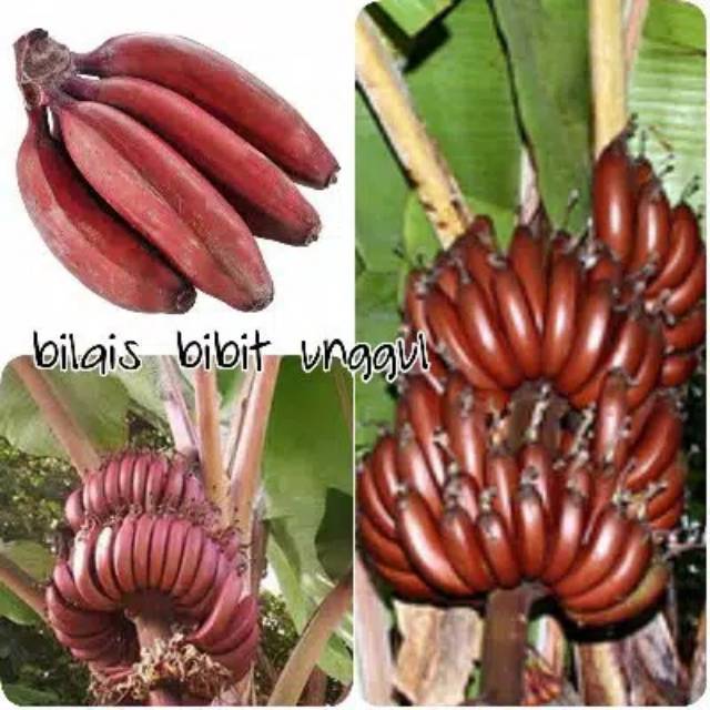 bibit buah pisang merah/pisang kidang/pisang udang super