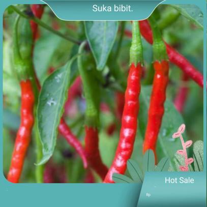 Benih Cabe Keriting Merah Pedas Panjang |suka bibit |