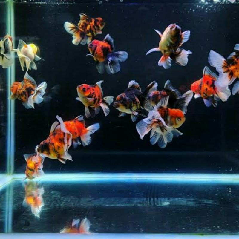 Oranda pw calico 6-8 cm Jossss Ikan Hidup Sehat