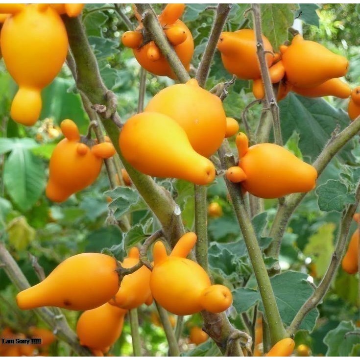 big promo terong susu 5 pcs